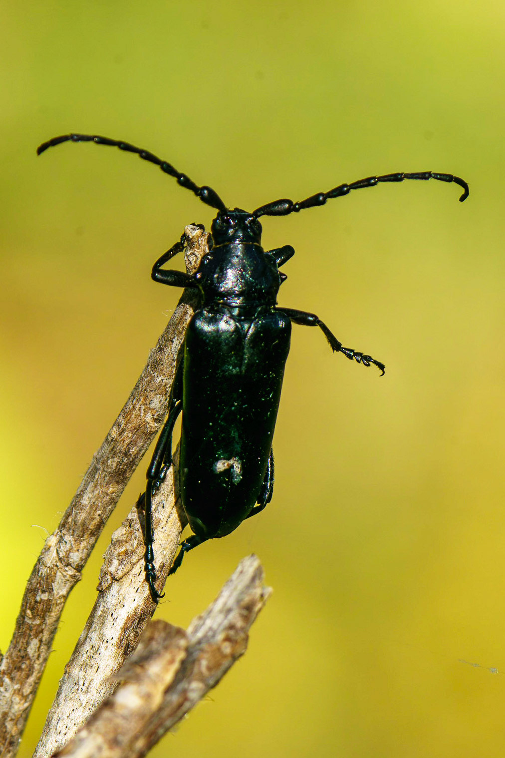 Palo Verde Root Borer, Derobrachus geminatus