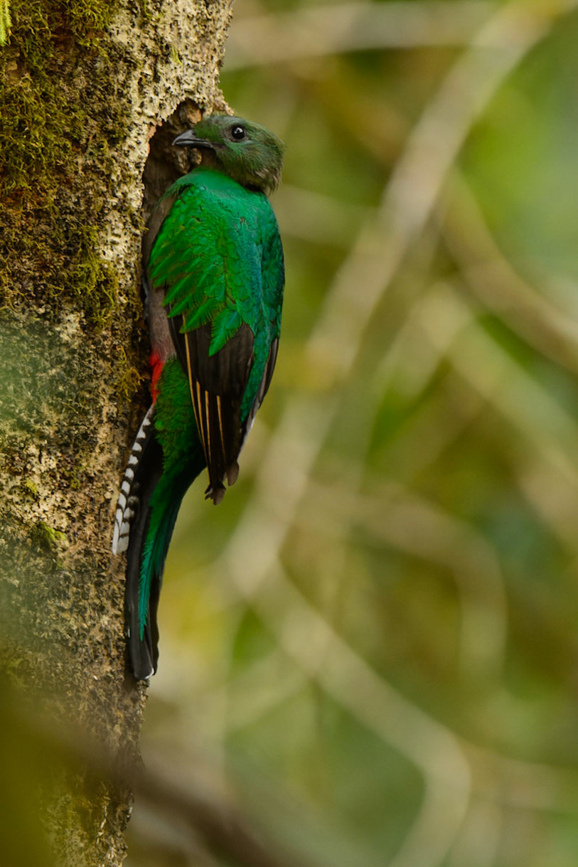Resplendent Quetzal, Pharomachrus mocinno