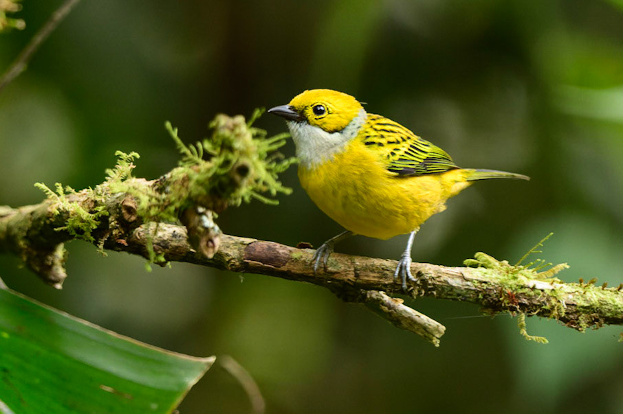 Silver-throated Tanager, Tangara icterocephala