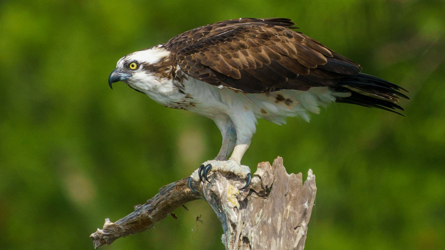 Osprey, Pandion haliaetus