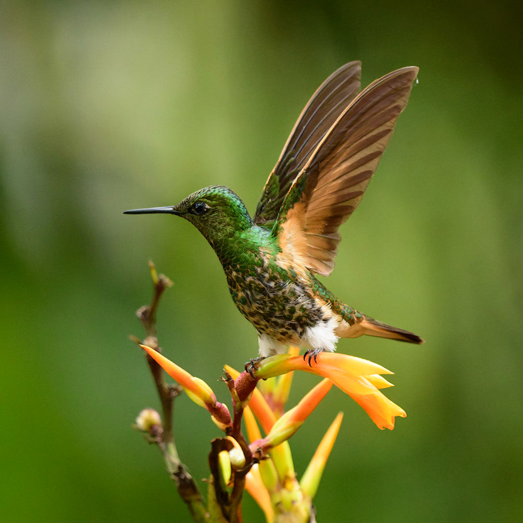 Buff-tailed Coronet, Boissonneaua flavescens