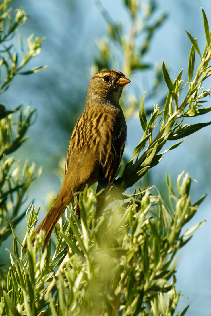 White-crowned Sparrow, Zonotrichia leucophrys