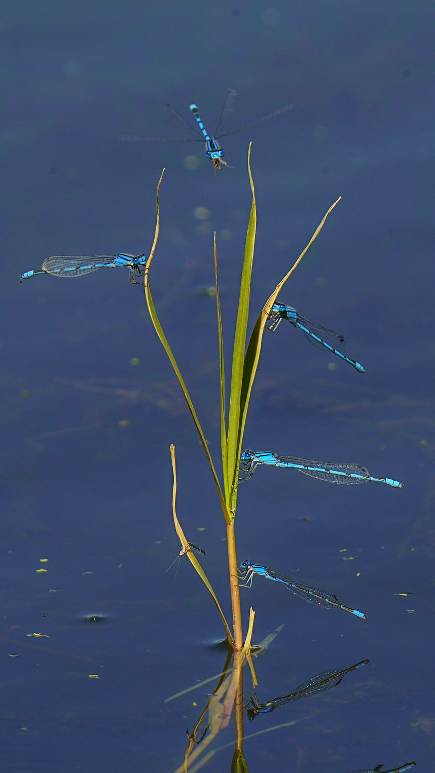 Familiar Bluet (Damselfly), Enallagma civile
