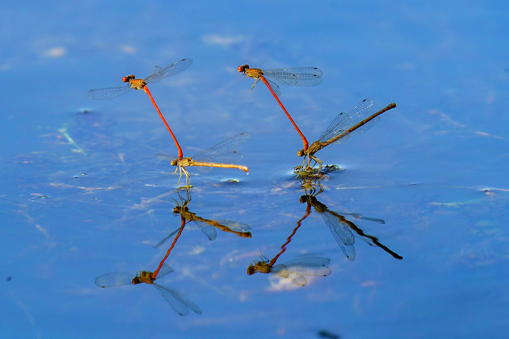Desert Firetail (Damselfly), Telebasis salva
