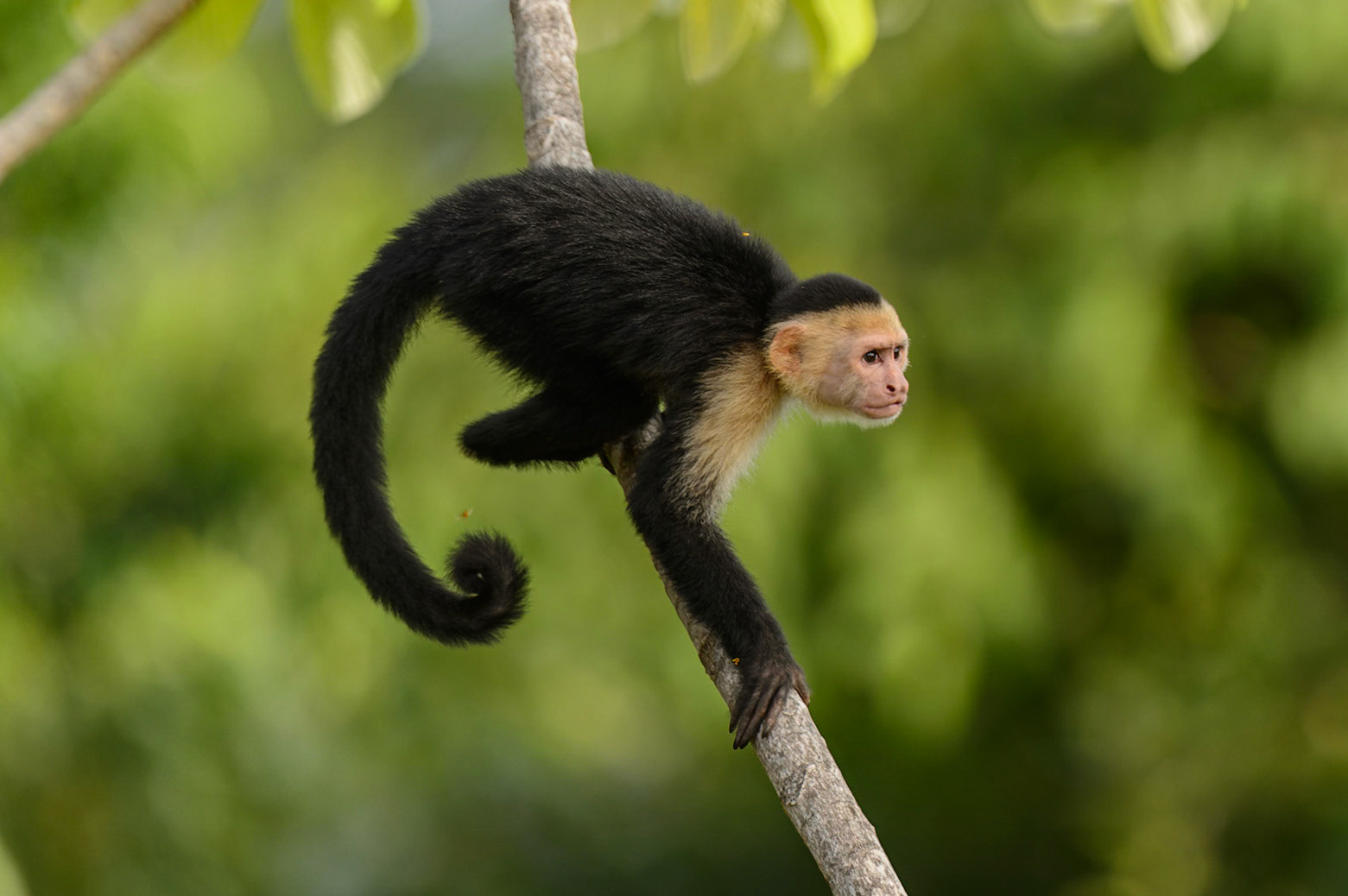 Panamanian white-faced capuchin, Cebus imitator