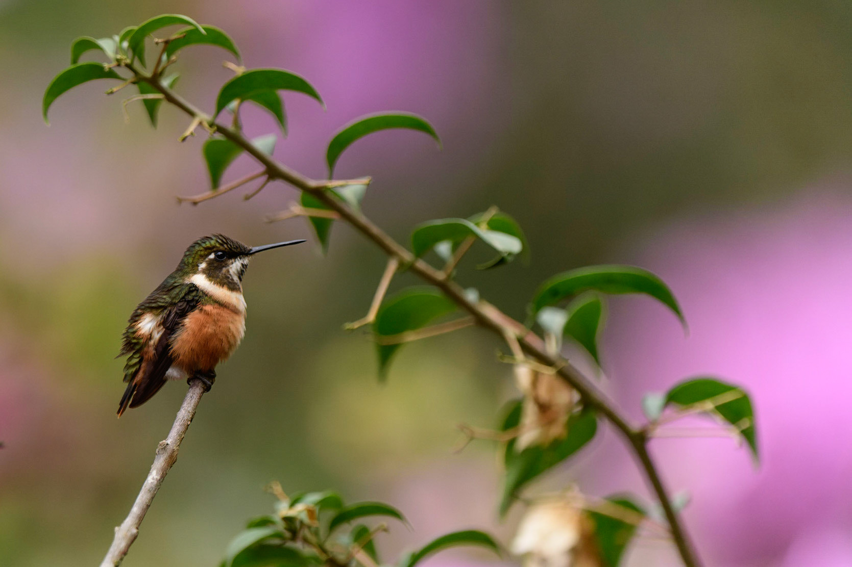 Purple-throated Woodstar, Calliphlox mitchellii