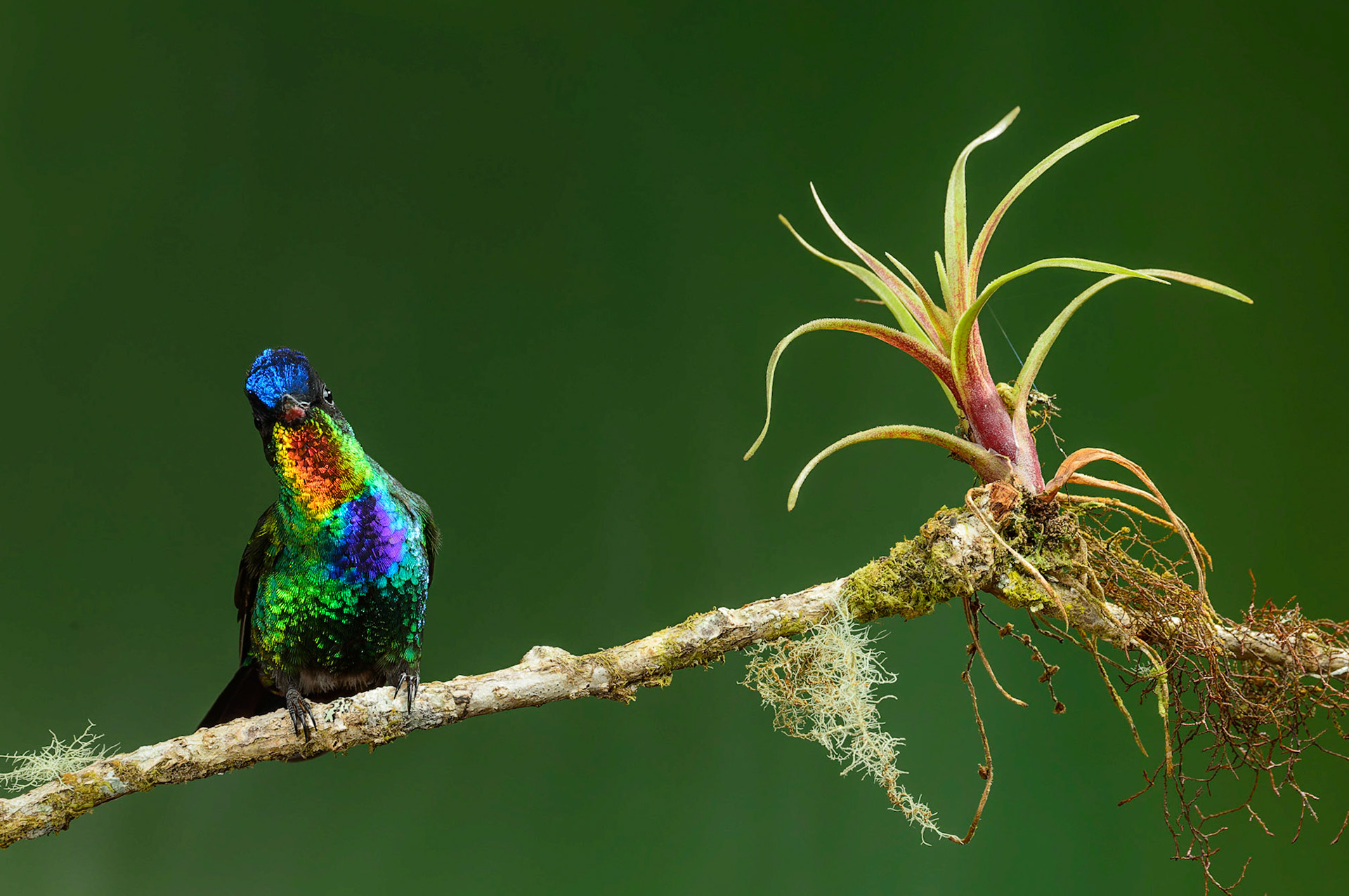 Fiery-throated Hummingbird, Panterpe insignis. also Irazu Hummingbird