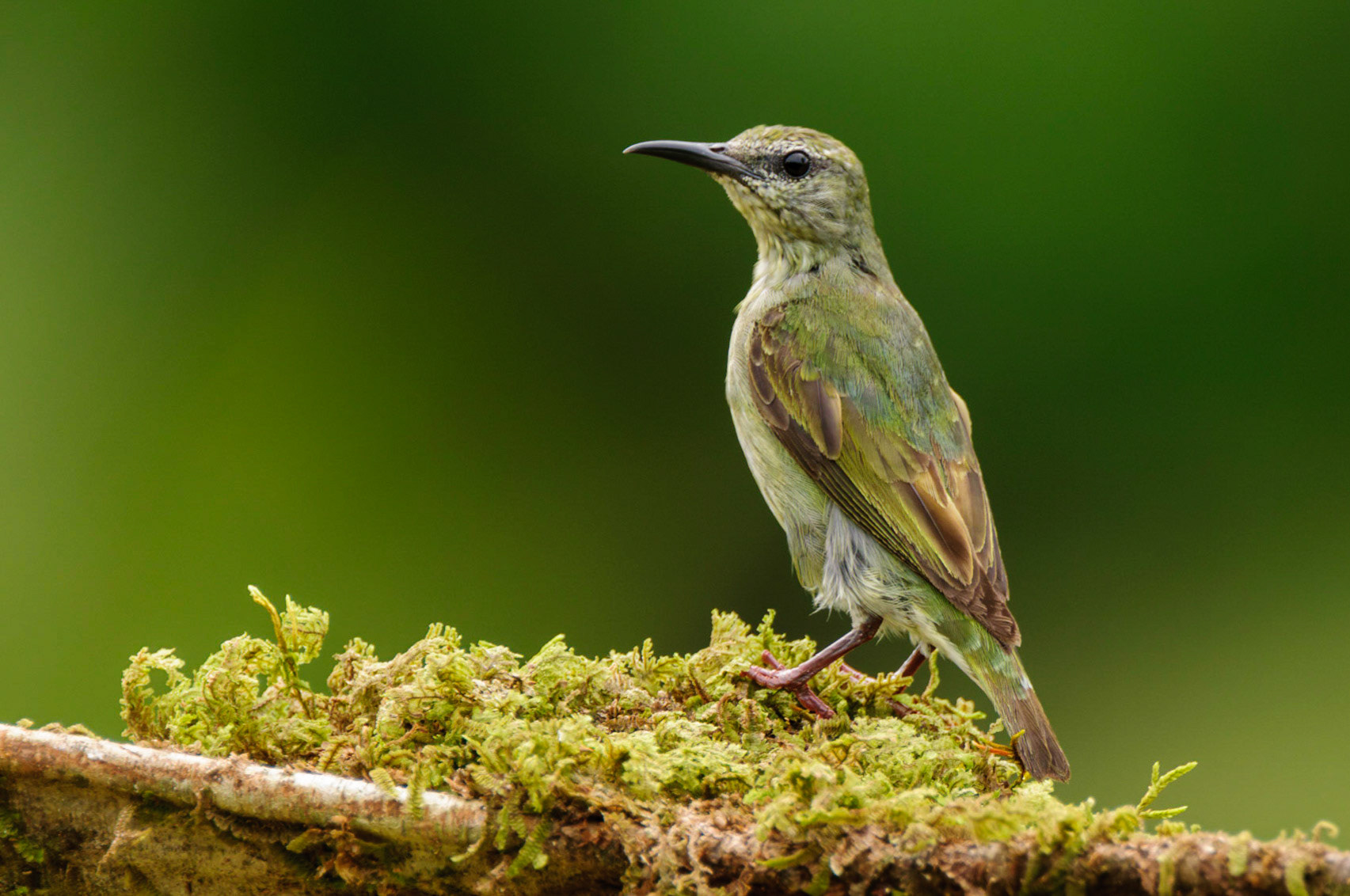 Red-legged Honeycreeper, Cyanerpes cyaneus