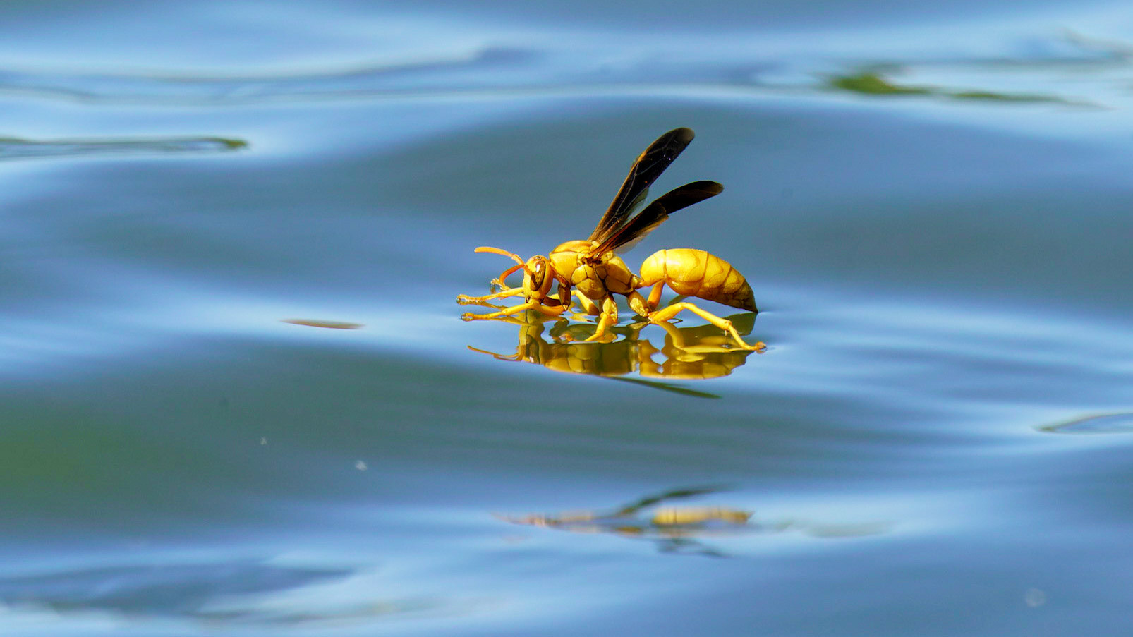 Yellow Paper Wasp, Polistes flavus