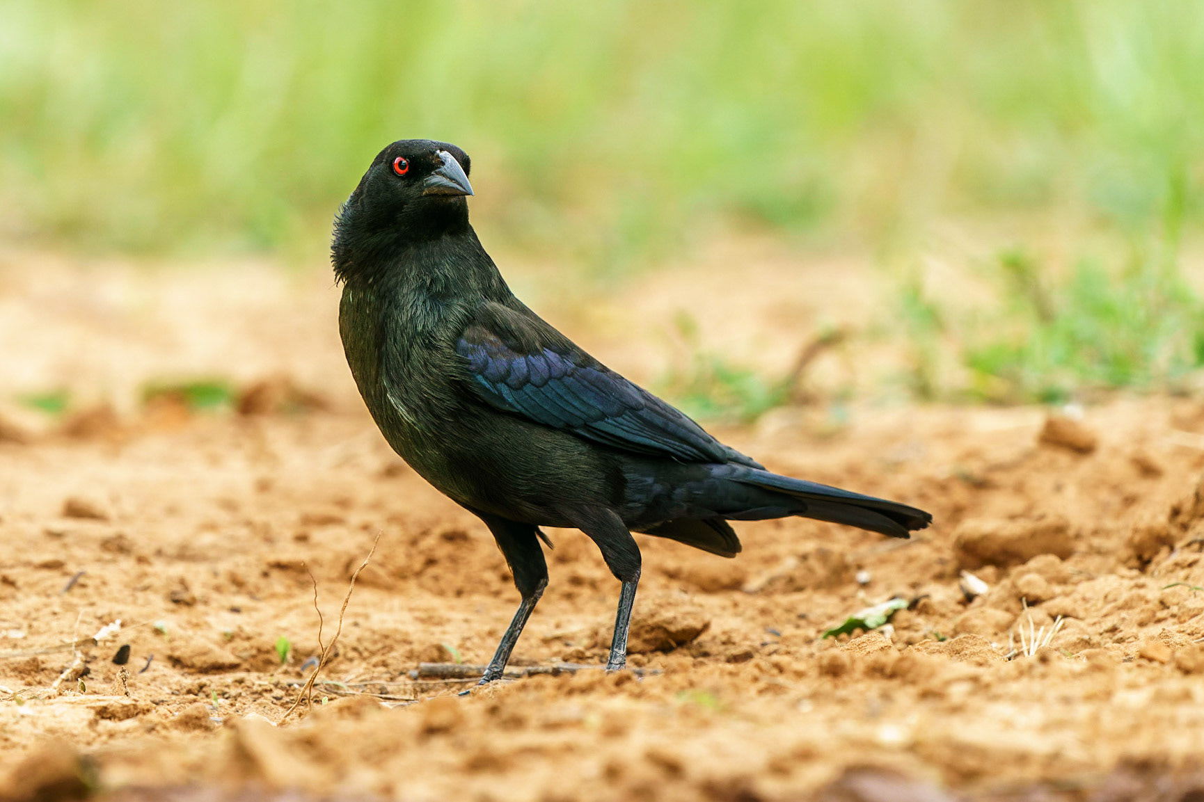 Bronzed Cowbird, Molothrus aeneus