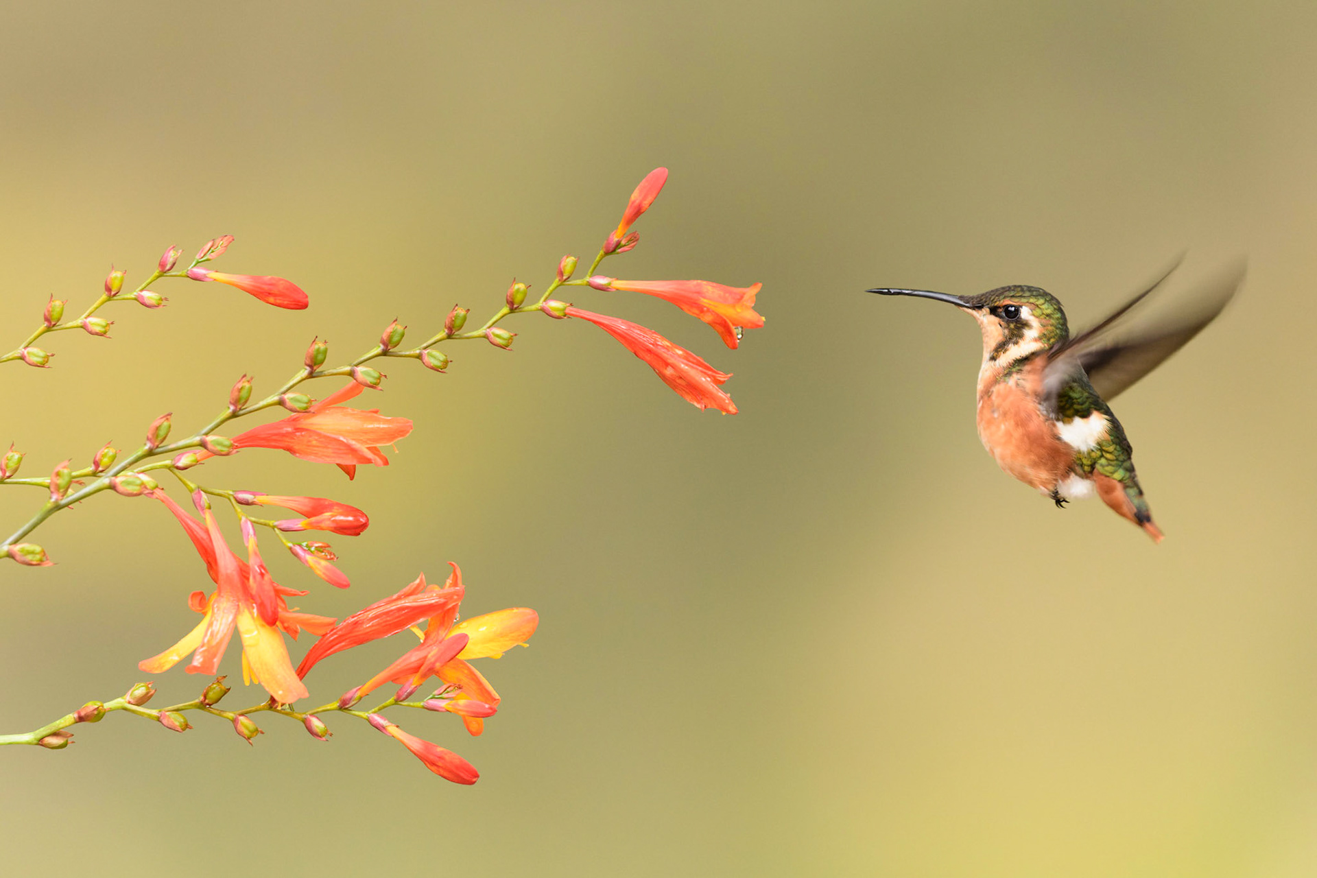 White-bellied Woodstar, Chaetocercus mulsant