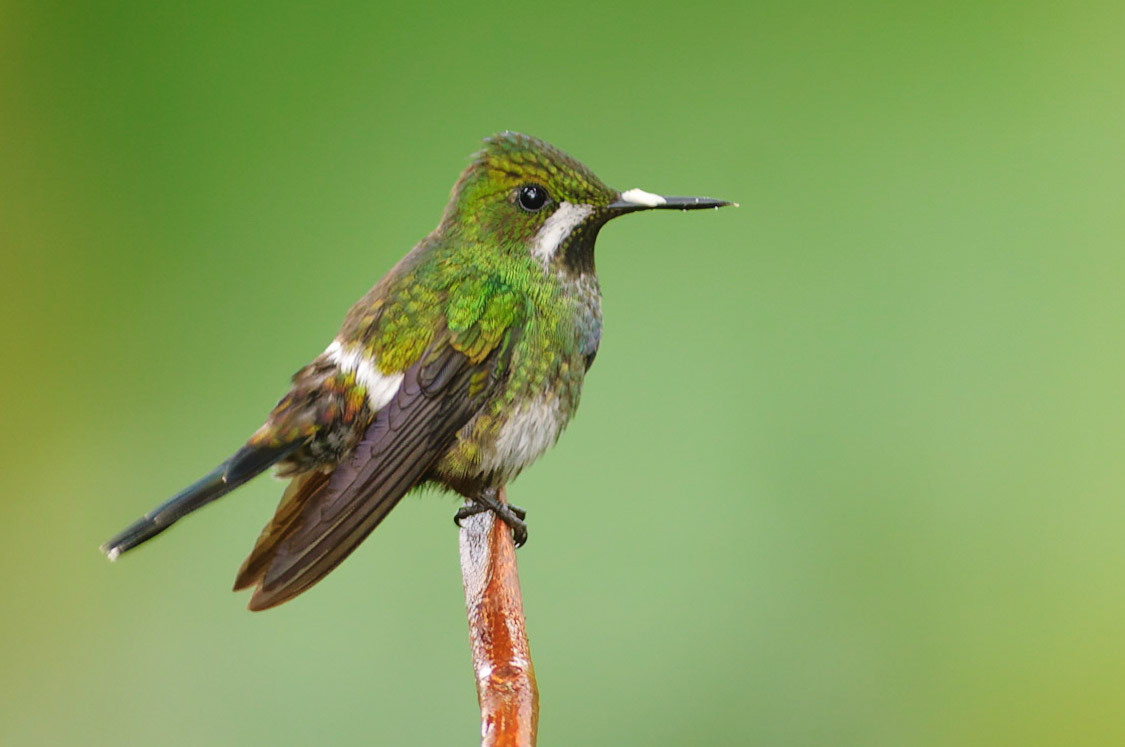 Green Thorntail, Discosura conversii