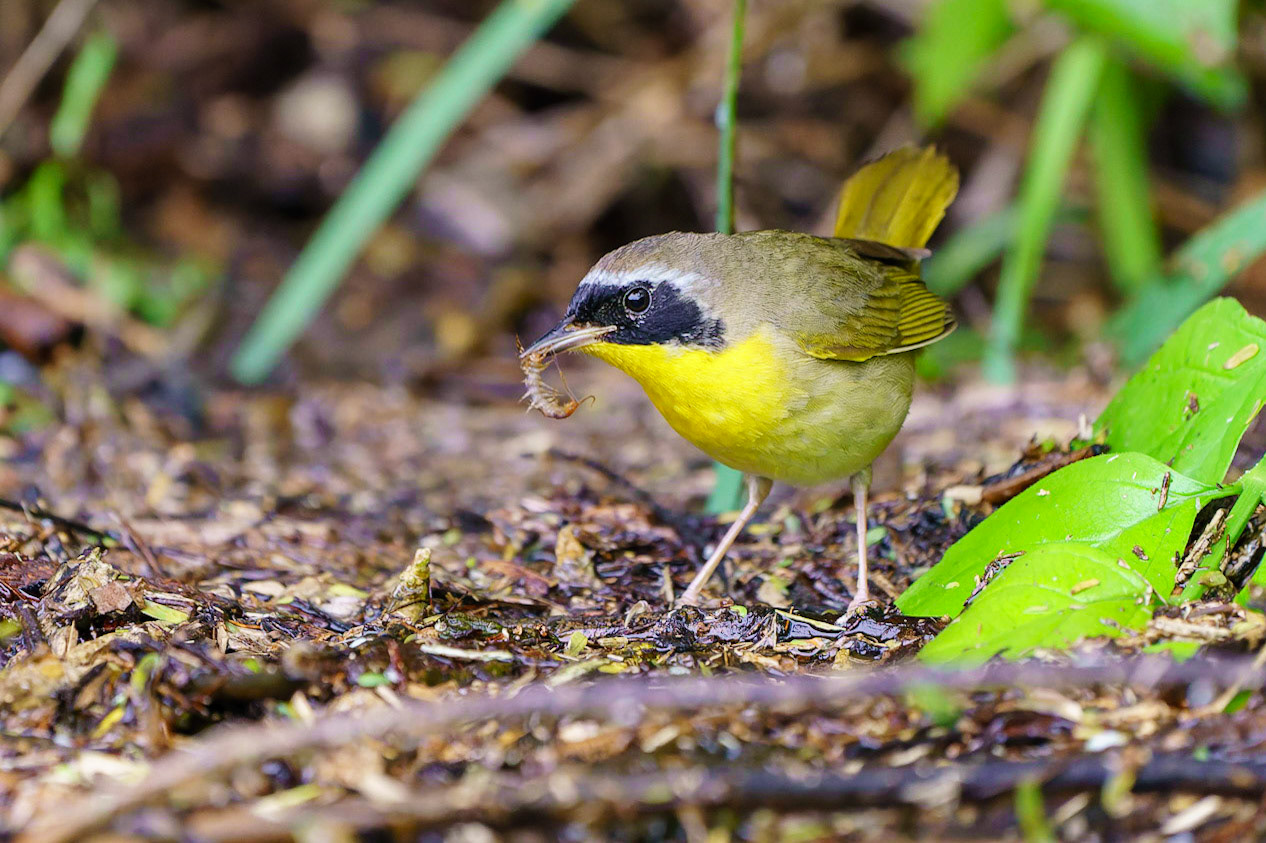 Common Yellowthroat, Geothlypis trichas