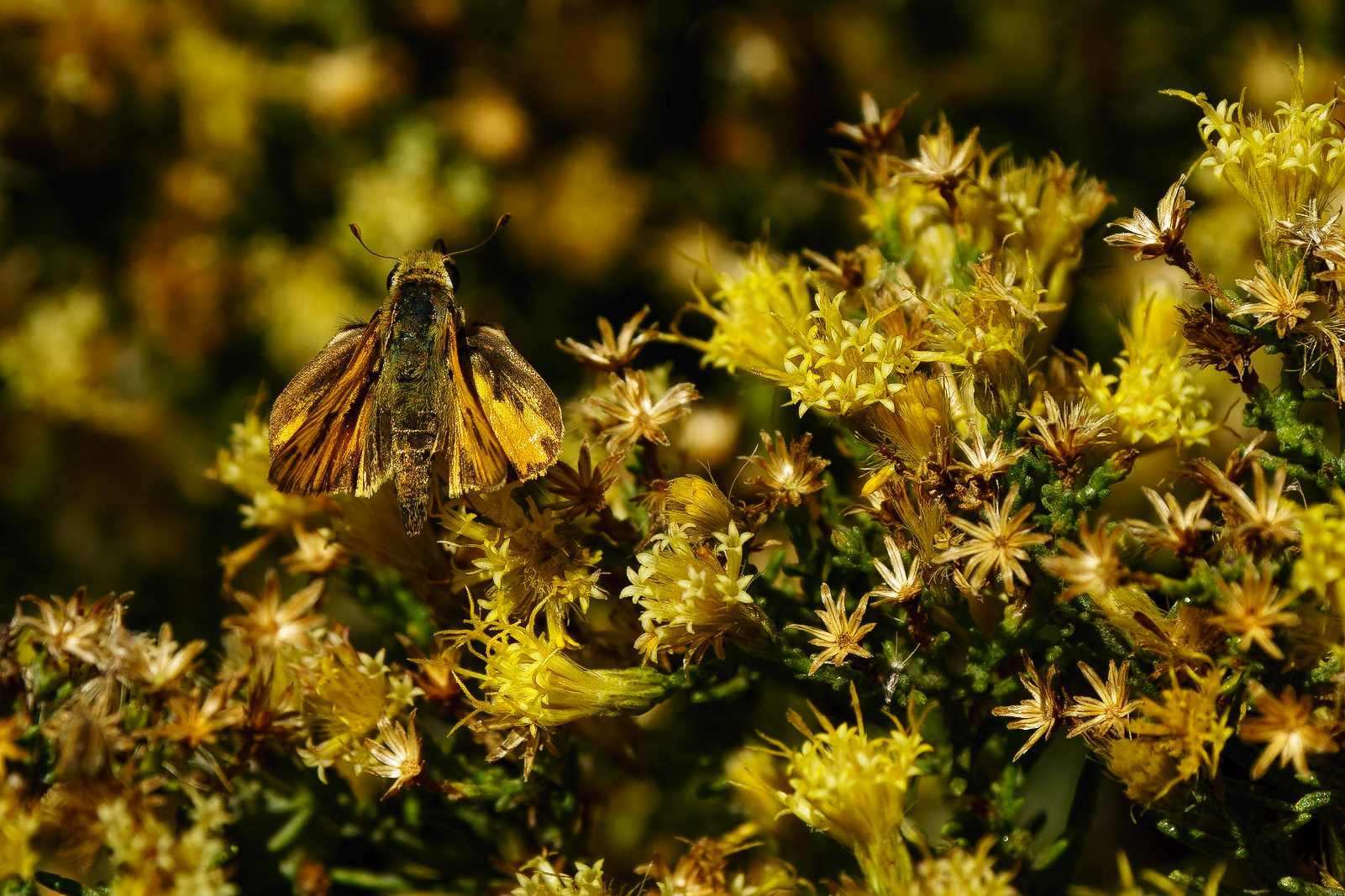 Fiery Skipper, Hylephila phyleus in a Turpentine Bush