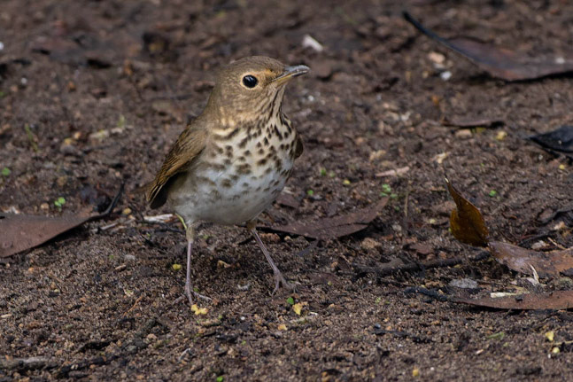Ecuadorian Thrush, Turdus maculirostris