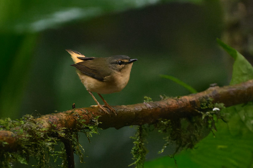 Buff-rumped Warbler, Myiothlypis fulvicauda