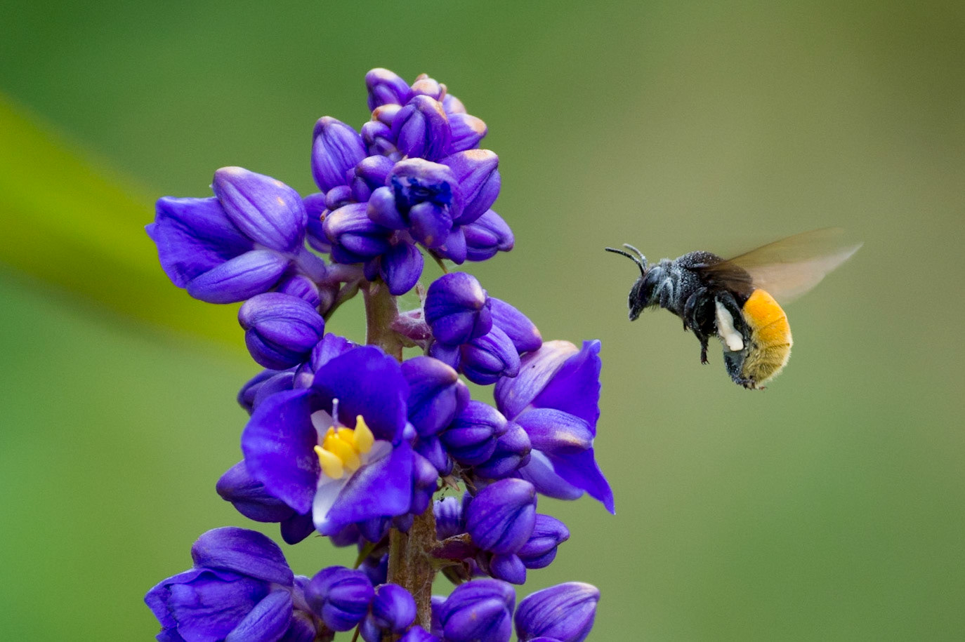 Orchid Bee - Eulaema meriana