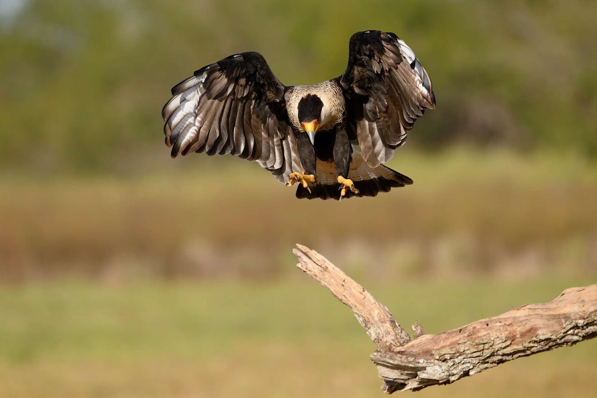 Crested Caracara, Caracara cheriway