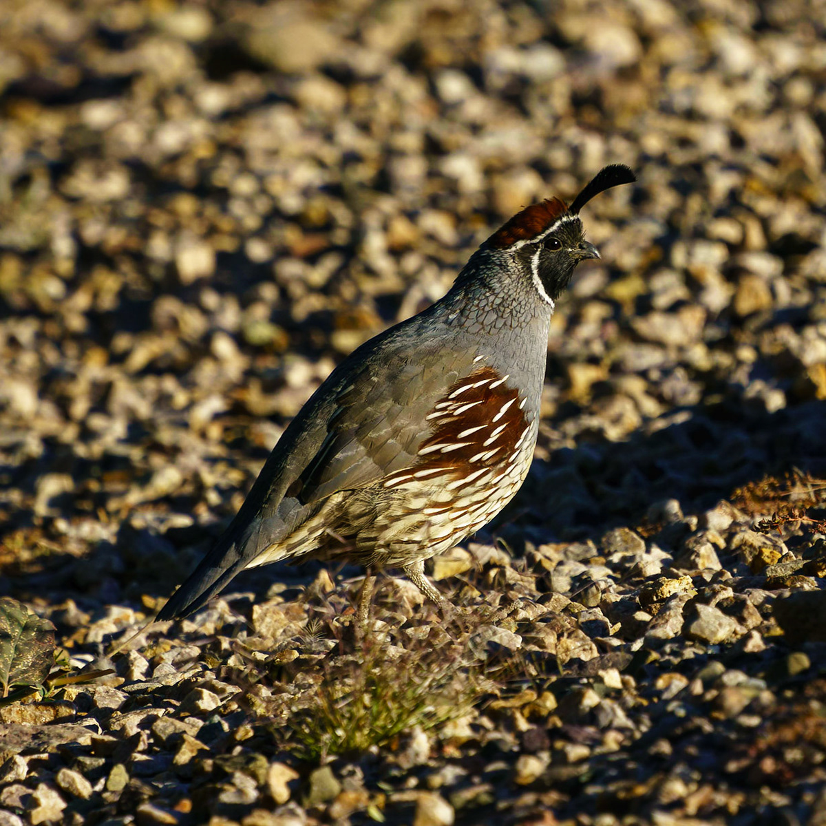 Gambel's Quail (Male), Callipepla gambelii