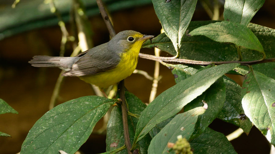 Canada Warbler Cardellina canadensis
