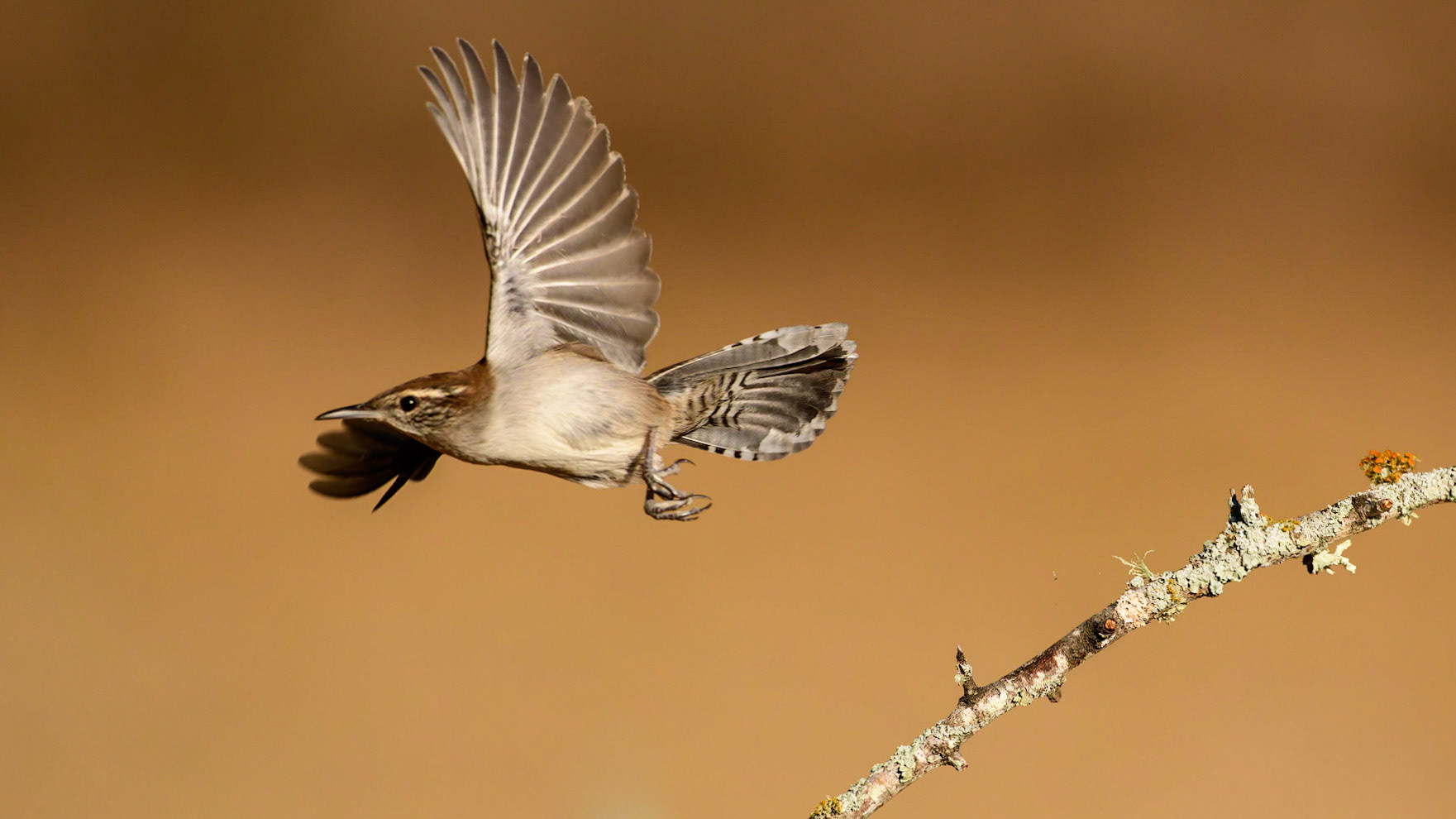 Bewick's Wren Thryomanes bewickii