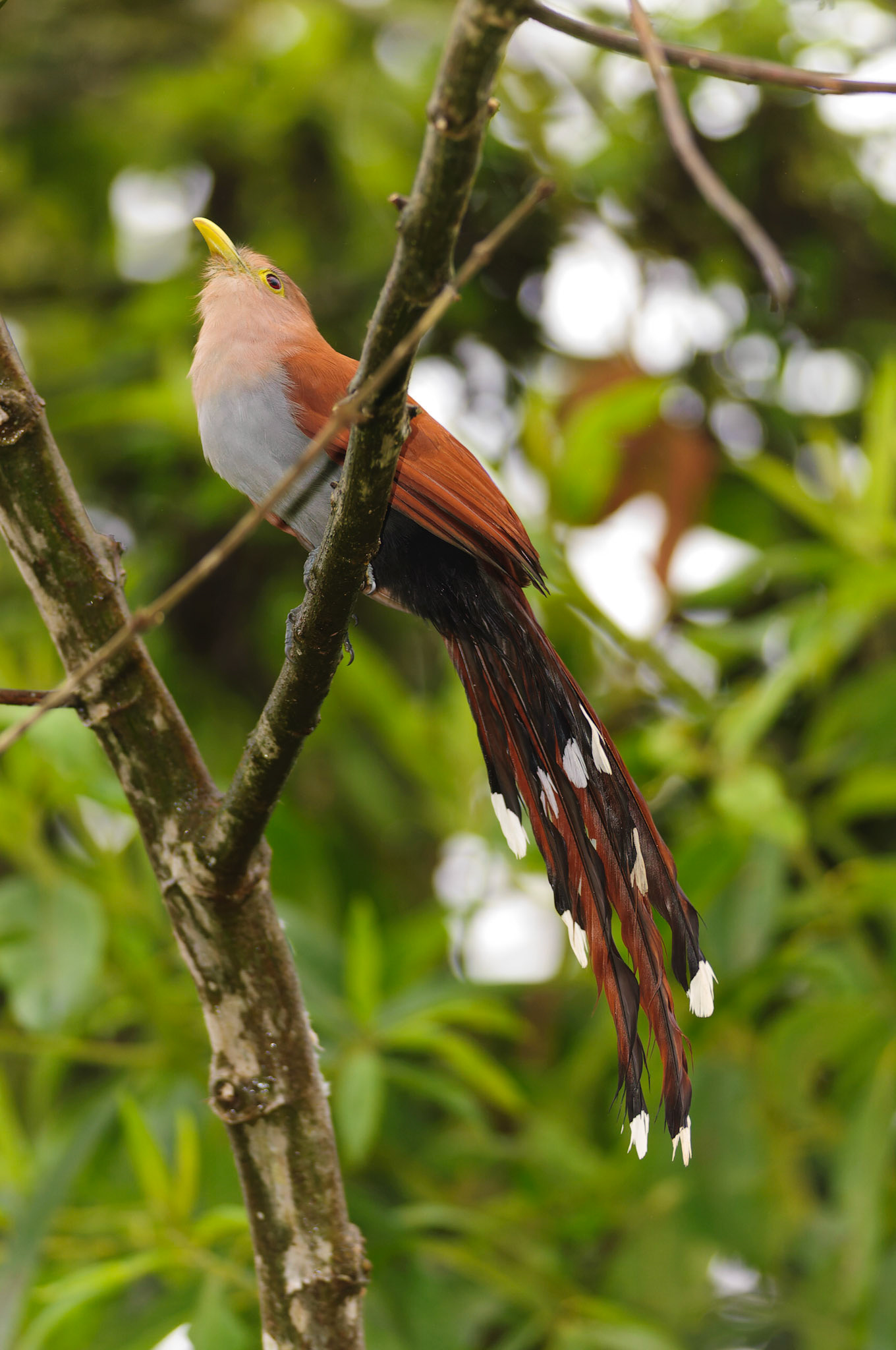 Squirrel Cuckoo, Piaya cayana