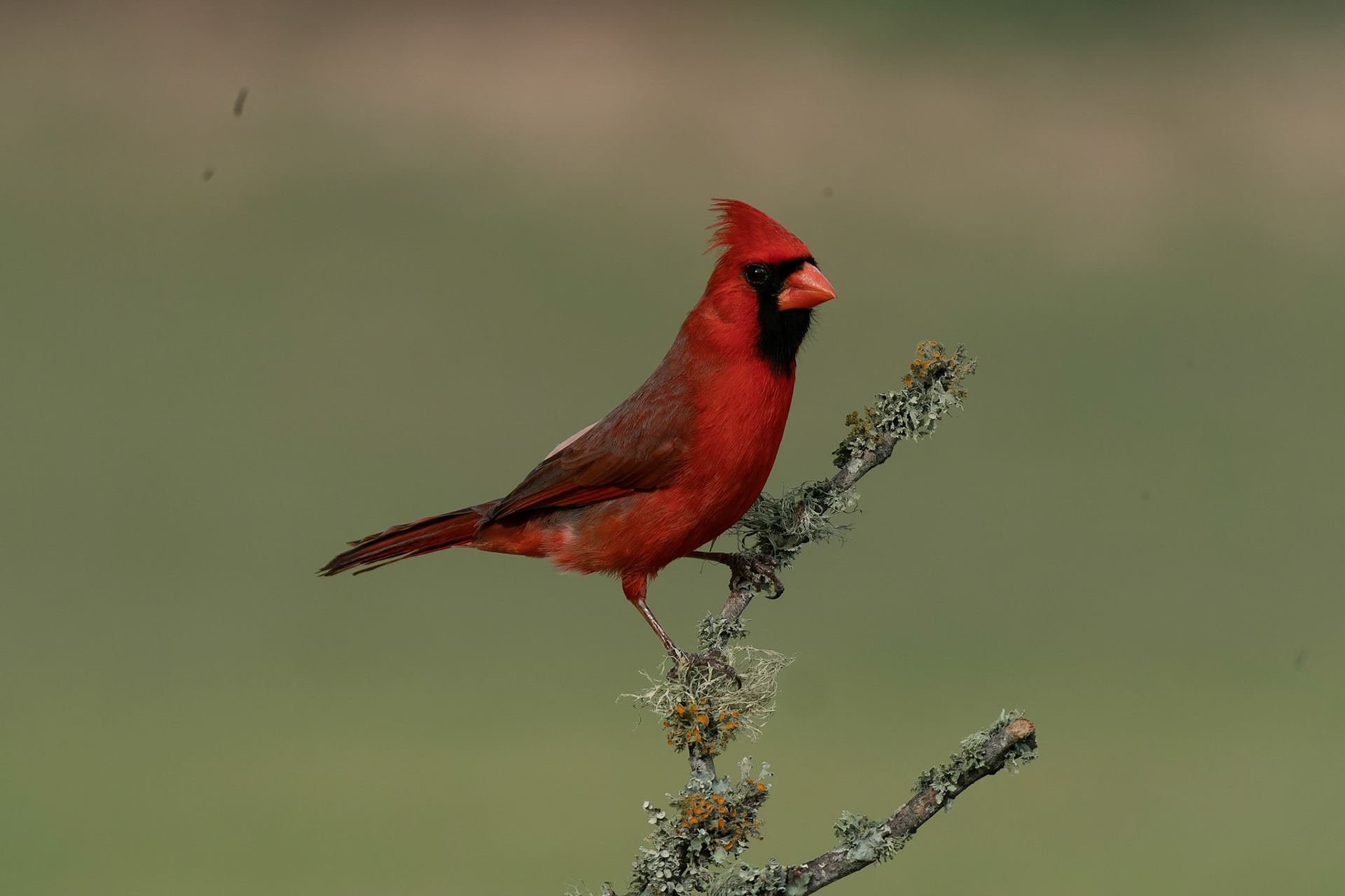 Northern Cardinal, Cardinalis cardinalis