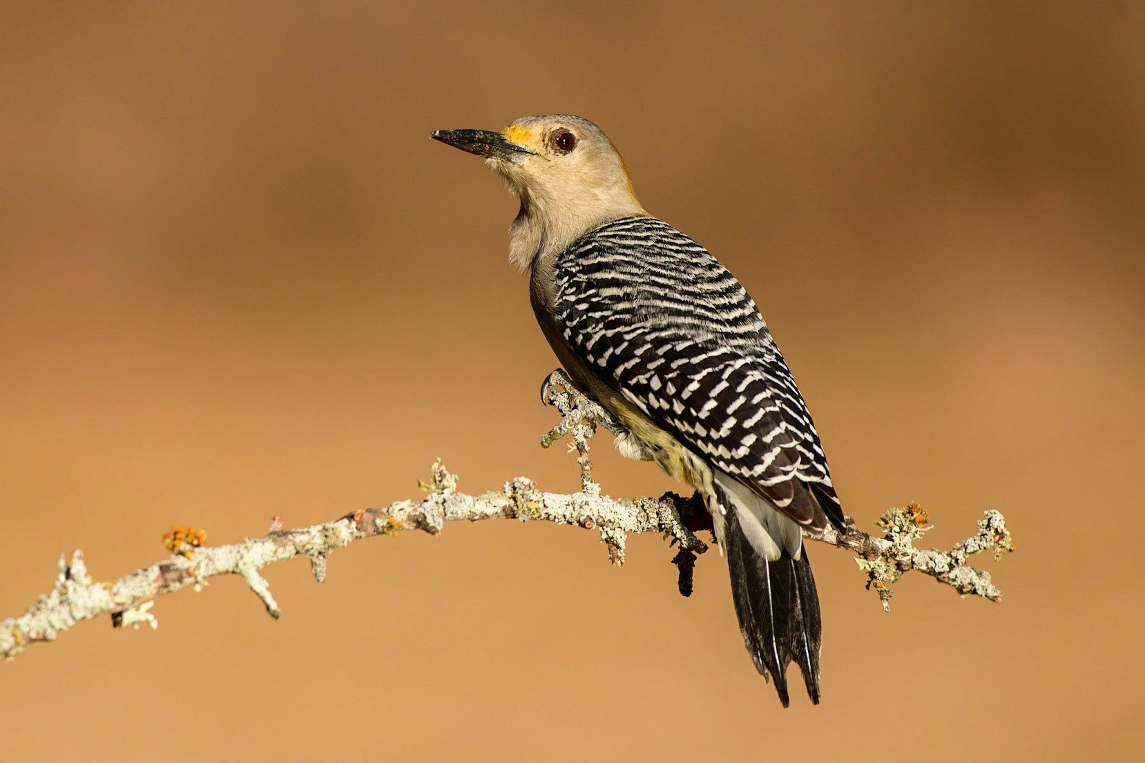 Golden-fronted Woodpecker Melanerpes aurifrons