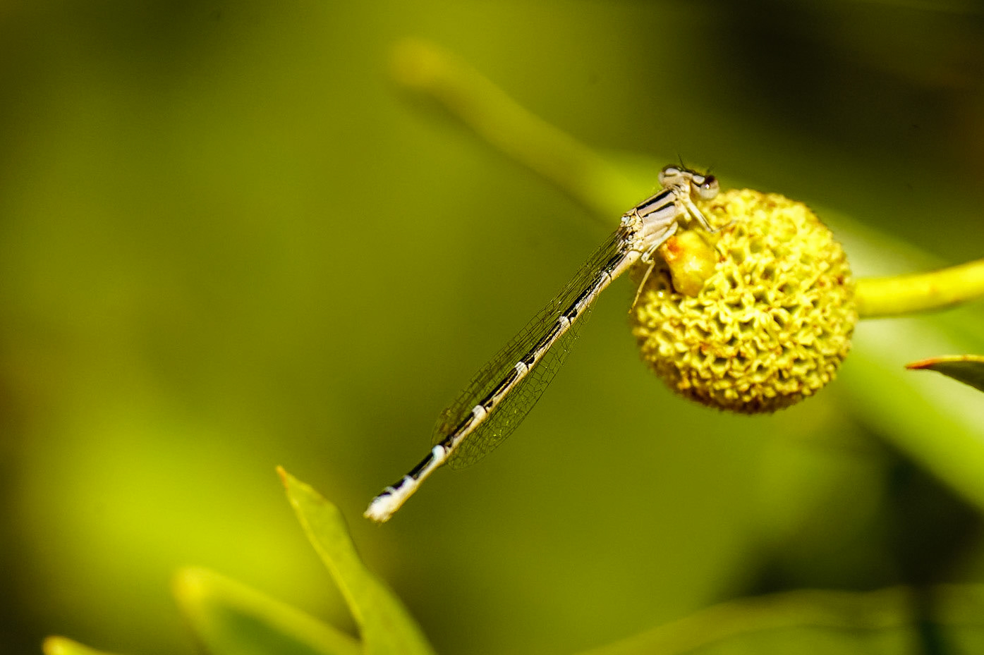 Familiar Bluet (Female), Enallagma civile