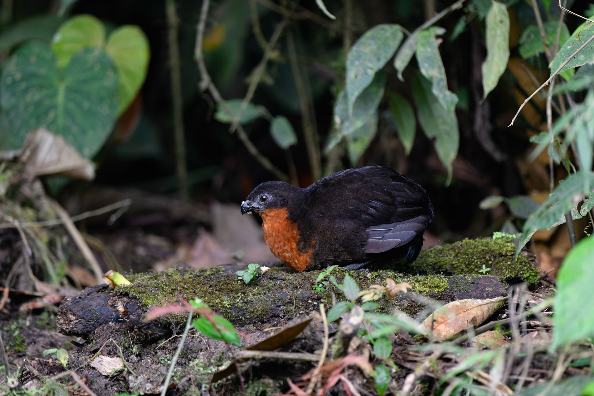 Dark-backed Wood-Quail, Odontophorus melanonotus