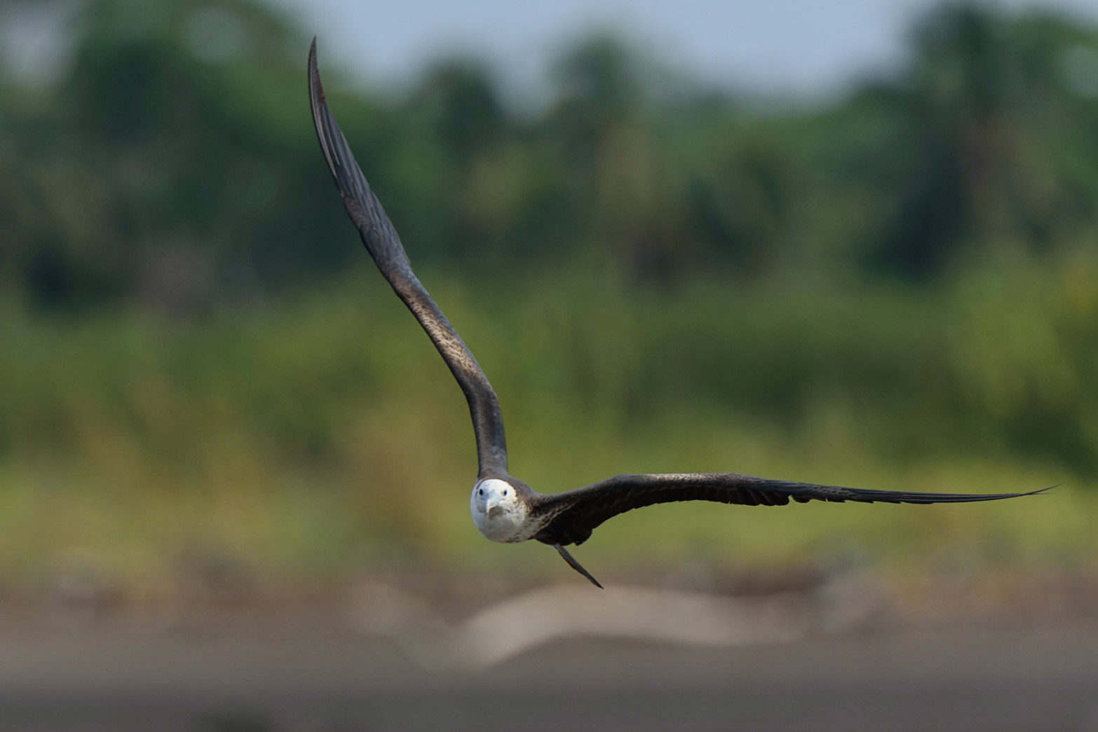 Magnificent Frigatebird, Fregata magnificens