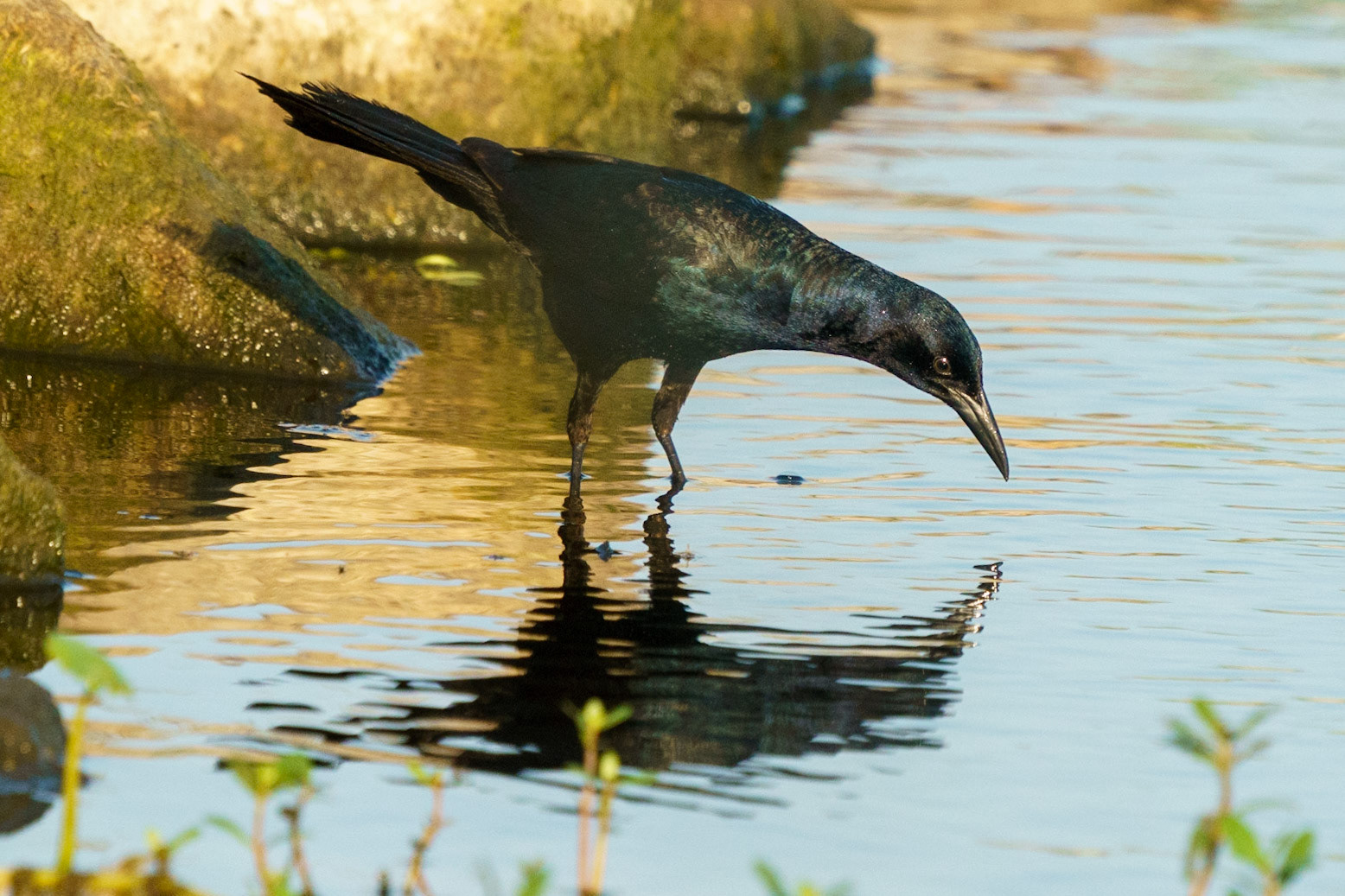 Boat-tailed Grackle, Quiscalus major