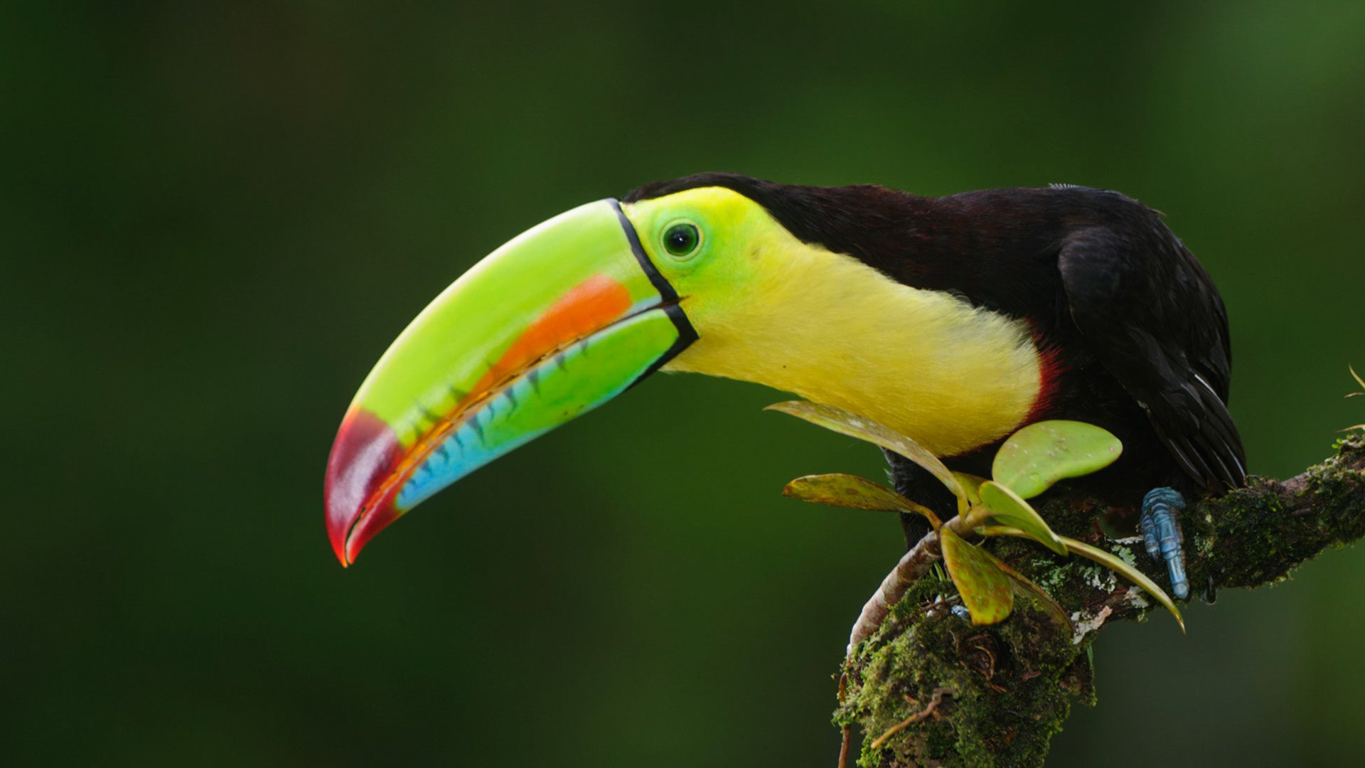 Keel-billed Toucan, Ramphastos sulfuratus. Also Sulfer-breasted or Rainbow-billed Toucan