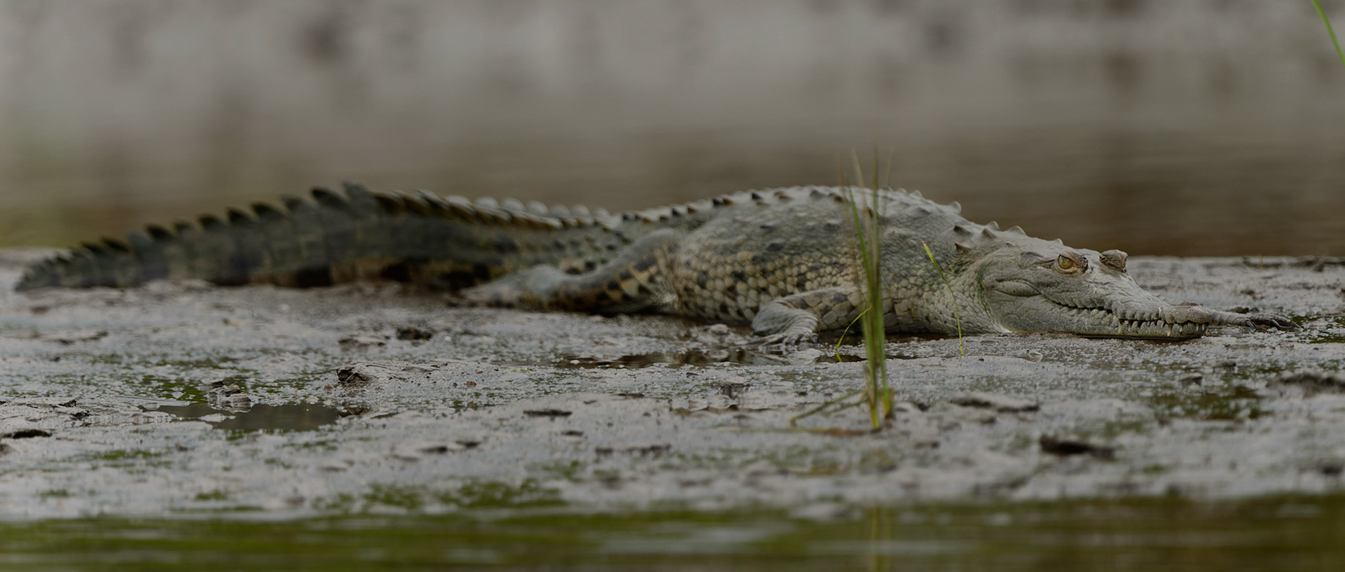American Crocodile, Crocodylus acutus