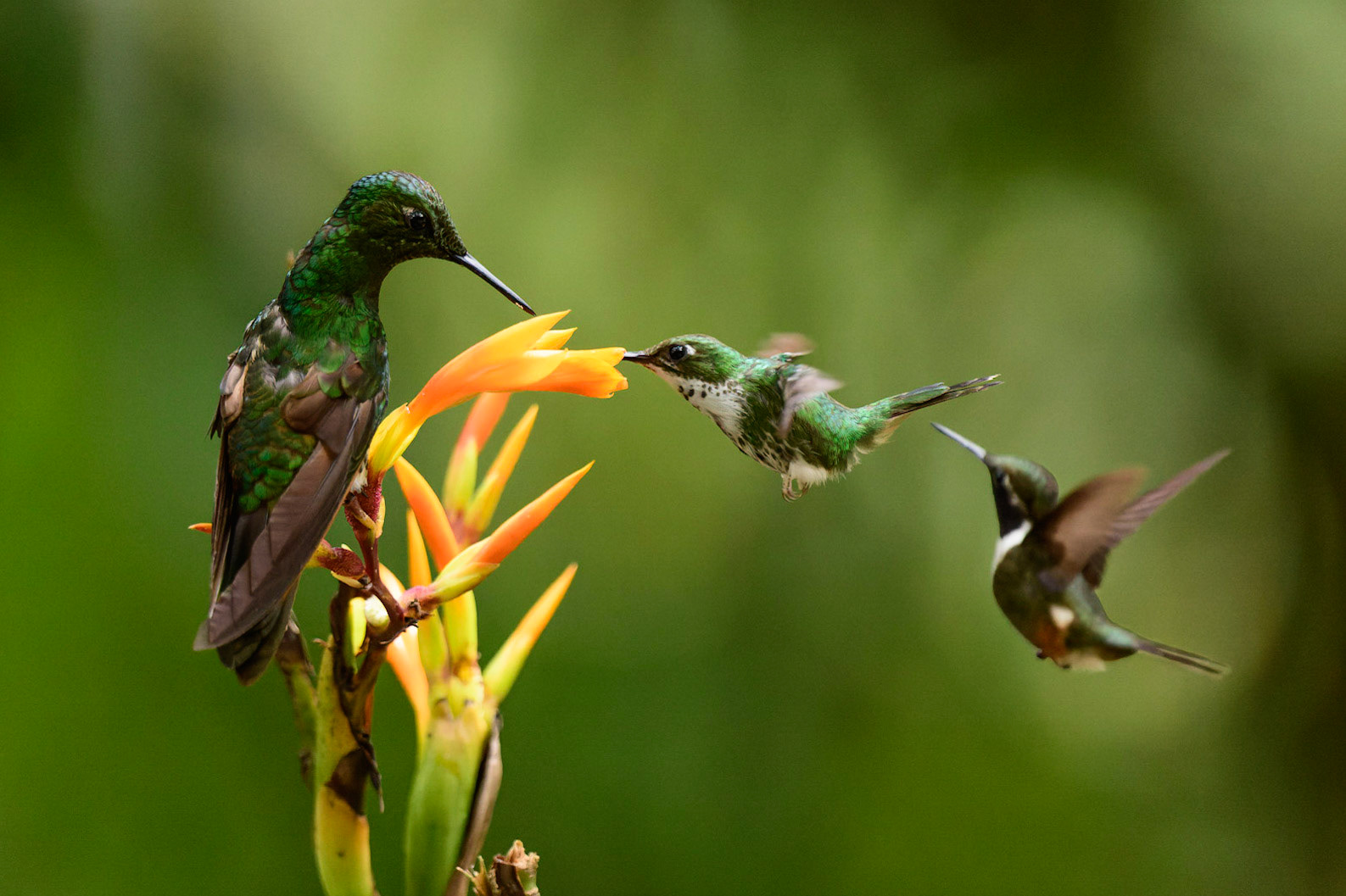 White-booted Racket-tail, Ocreatus underwoodii