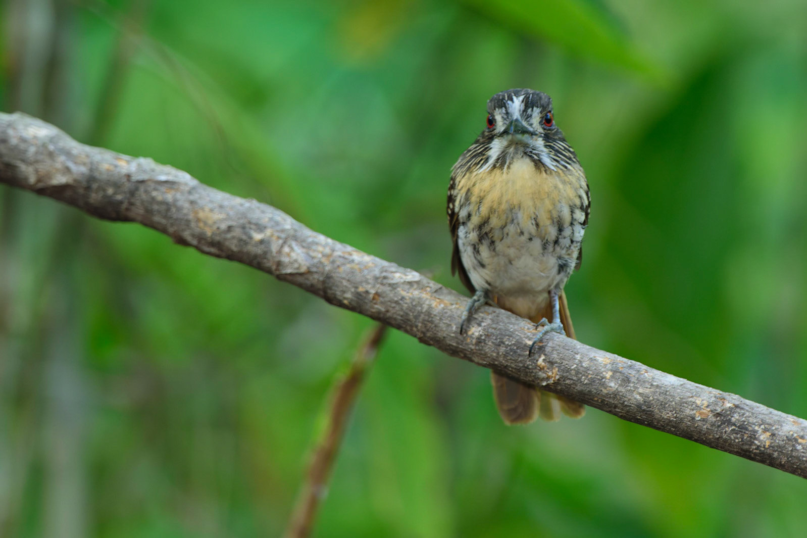 White-whiskered Puffbird, Malacoptila panamensis