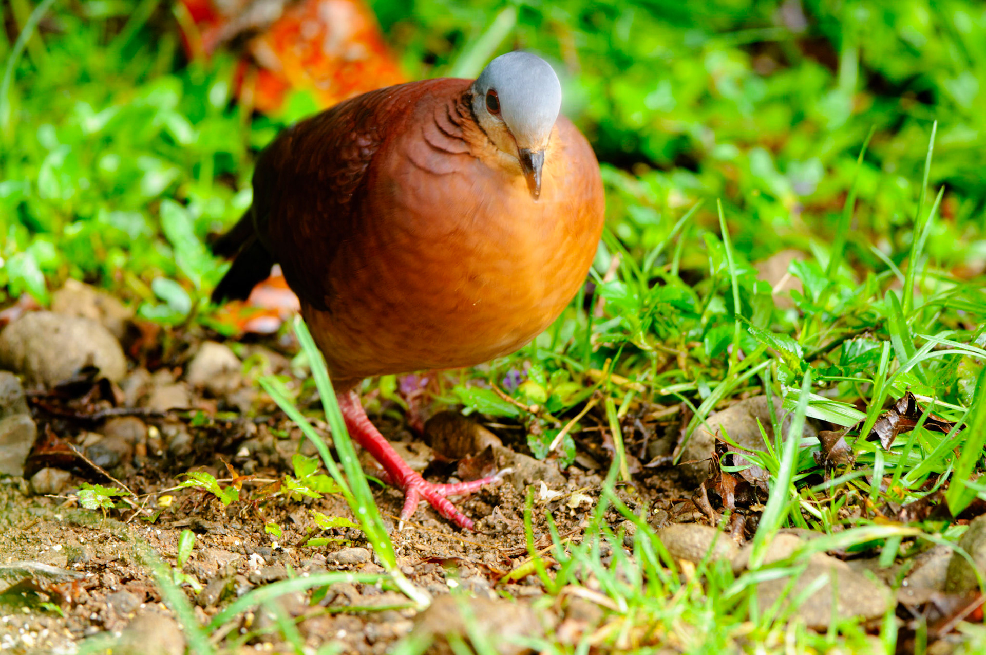 Chiriqui Quail-Dove, Zentrygon chiriquensis