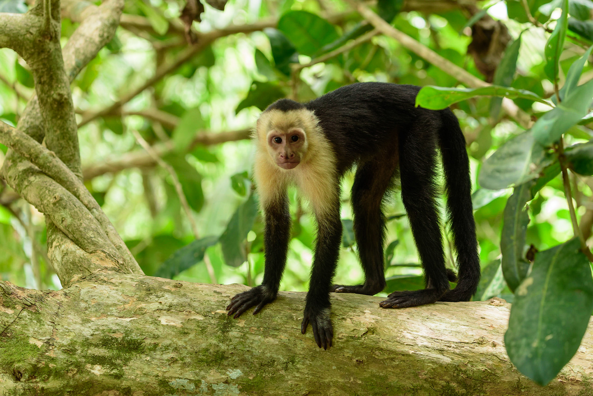 Panamanian white-faced capuchin, Cebus imitator