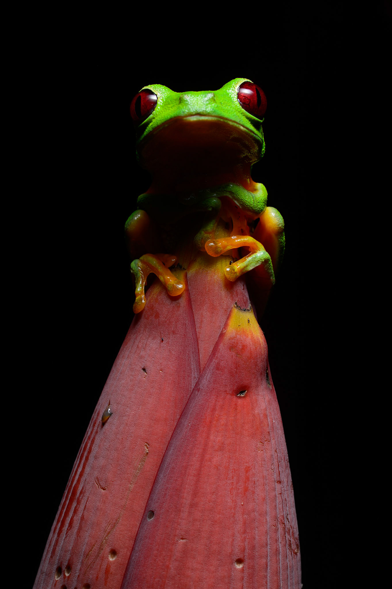 Red-eyed Treefrog, Agalychnis callidryas