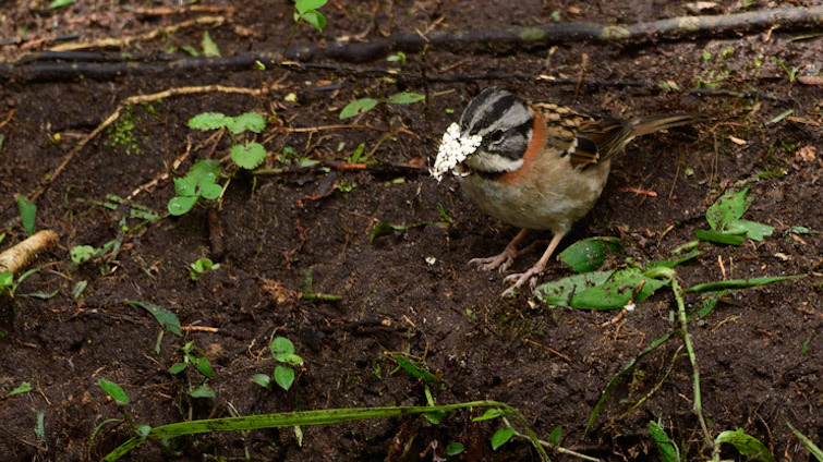 Rufous-collared Sparrow, Zonotrichia capensis
