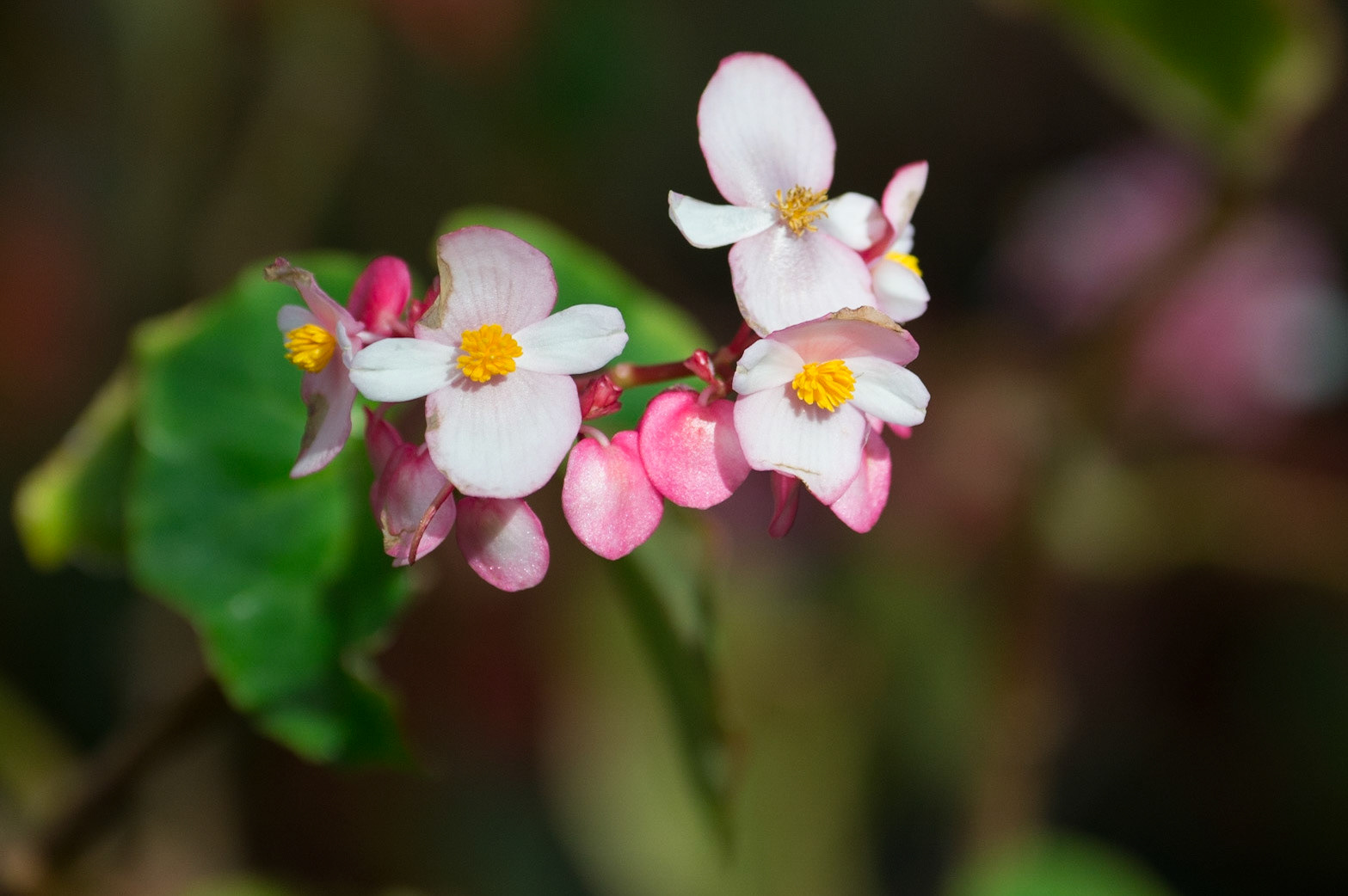 White Wax Begonia, Semperflorens
