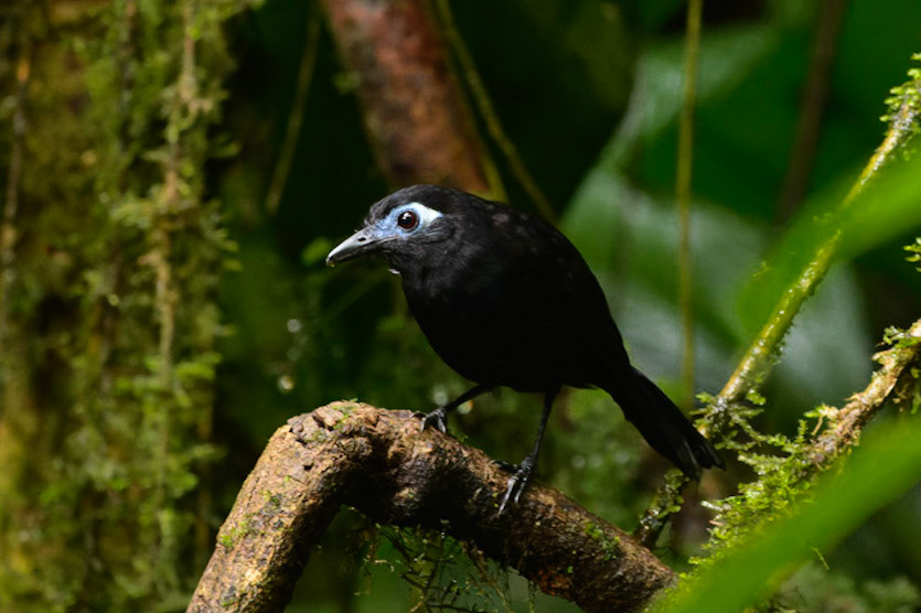Zeledon's Antbird, Hafferia zeledoni. Formerly Immaculate Antbird