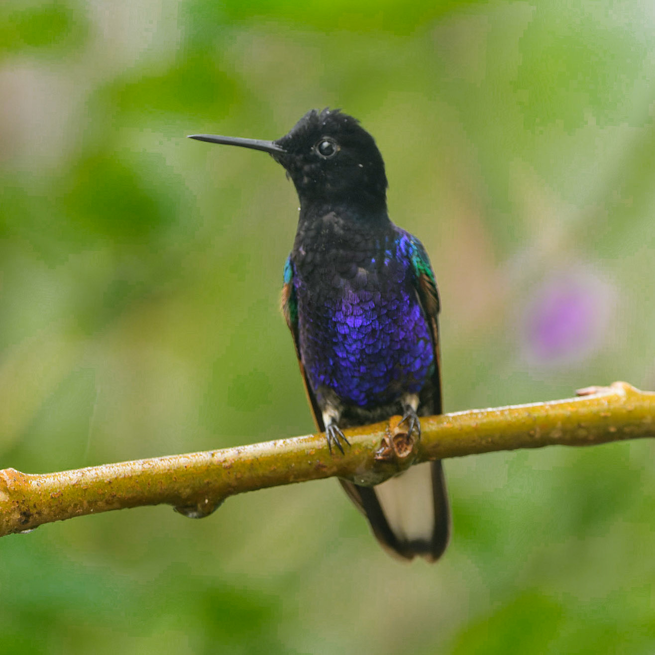 Velvet-purple Coronet, Boissonneaua jardini