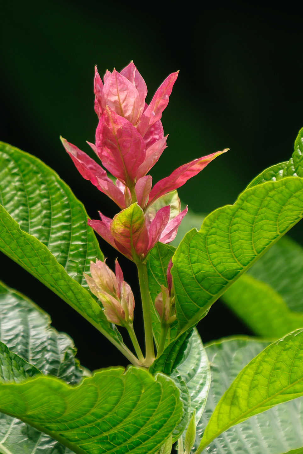 Brazillian Plume, Megaskeasma