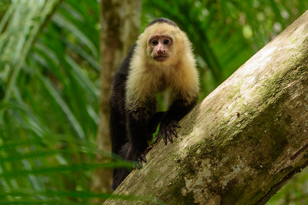 Panamanian white-faced capuchin, Cebus imitator