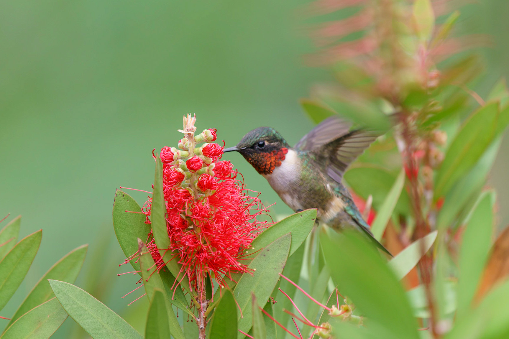 Ruby-throated Hummingbird, Archilochus colubris