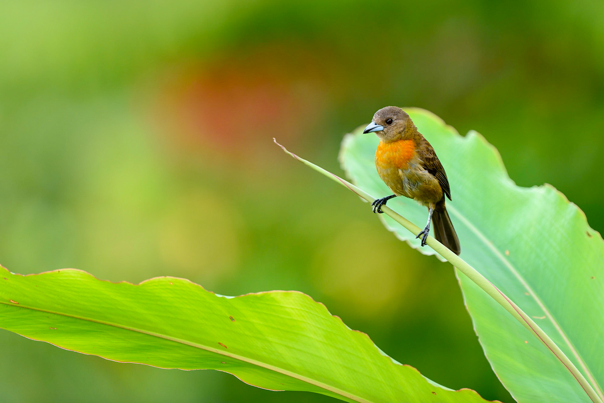 Cherrie's Tanager, Ramphocelus costaricensis