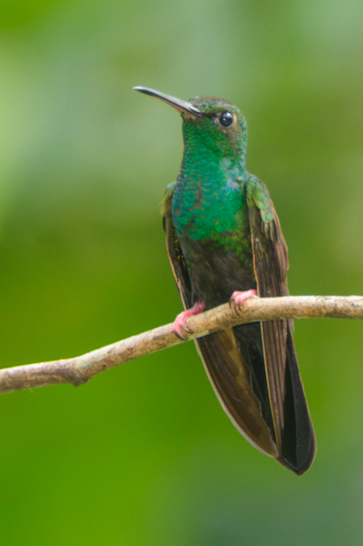 Bronze-tailed Plumeleteer, Chalybura urochrysia. Also Red-footed Plumeleteer