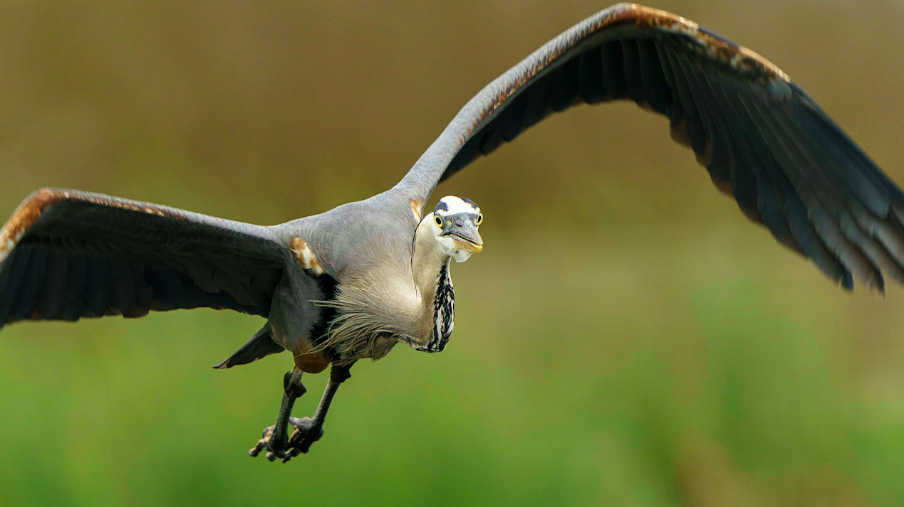 Great Blue Heron, Ardea herodias