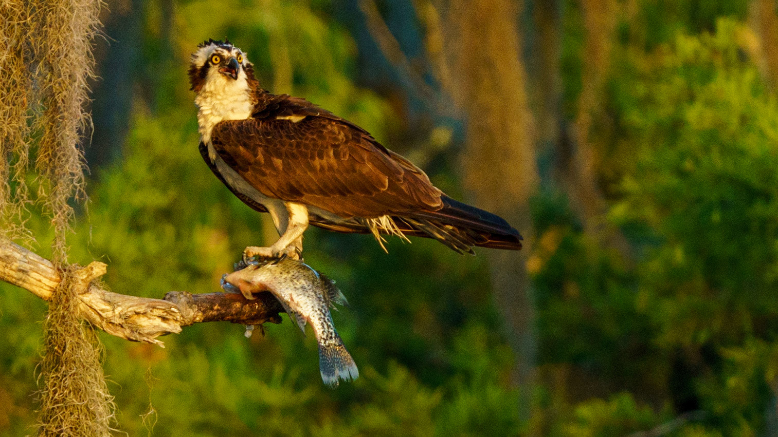 Osprey, Pandion haliaetus